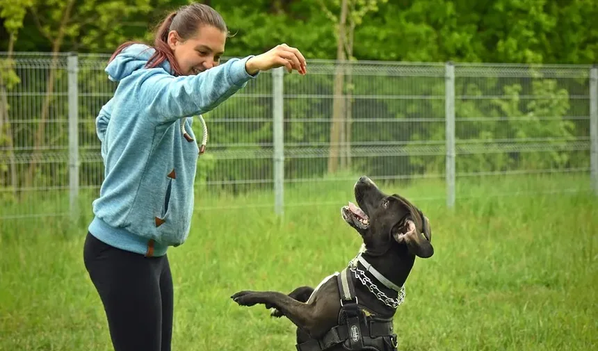 Melhores Raças de Cães para Trabalho Policial: Um Guia Completo