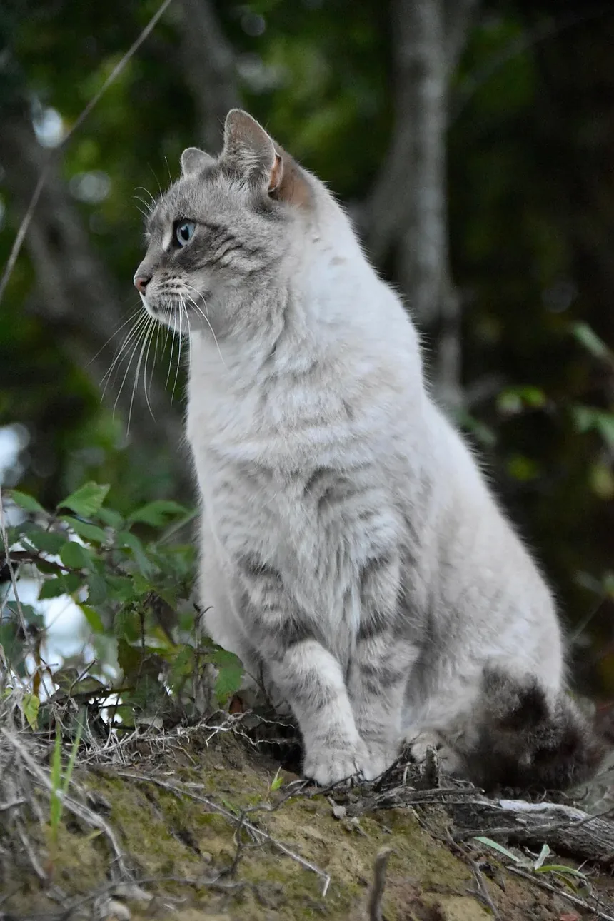Compreendendo o Vômito e a Diarreia em Gatos: Causas e Soluções