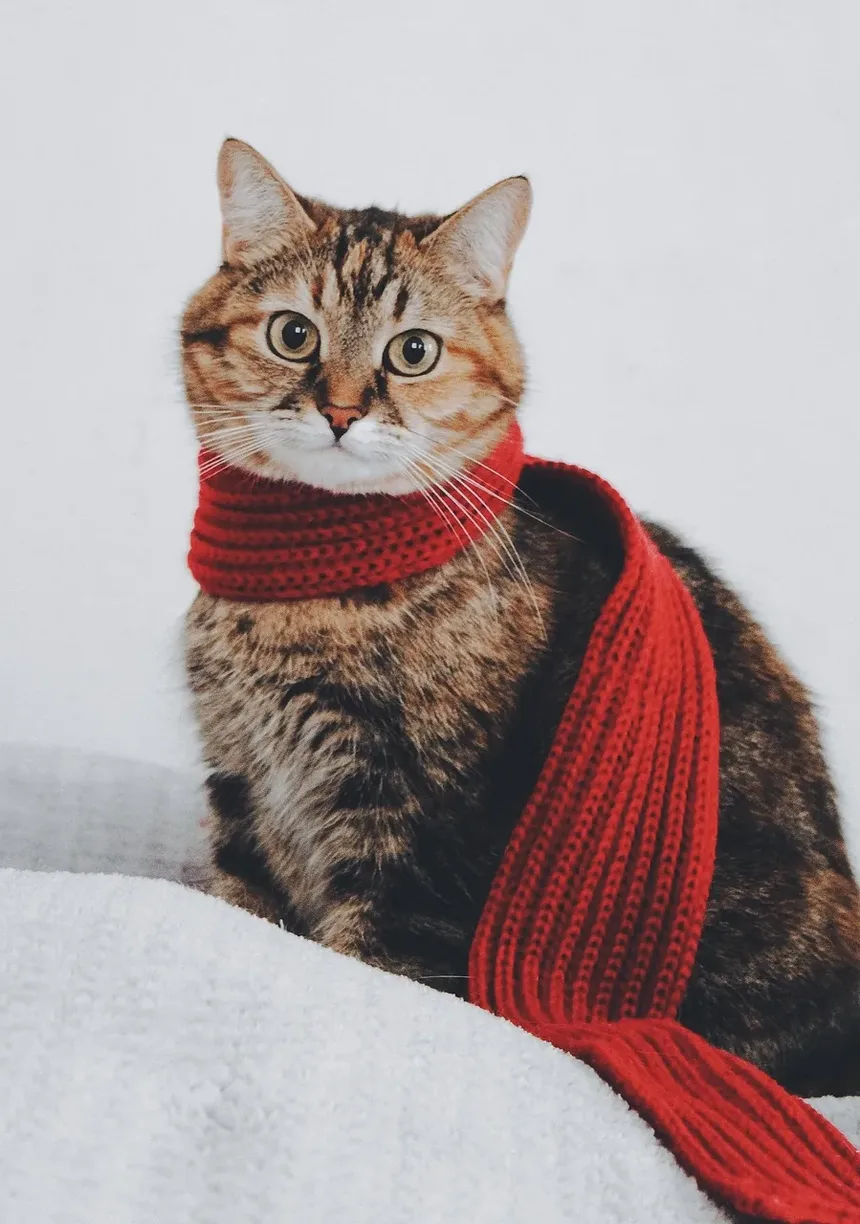 Compreendendo o Vômito e a Diarreia em Gatos: Causas e Soluções