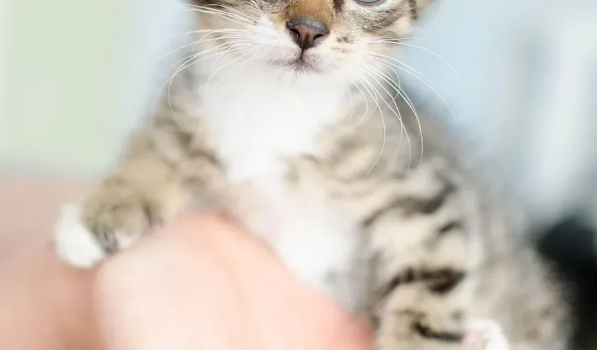 Compreendendo o Vômito e a Diarreia em Gatos: Causas e Soluções