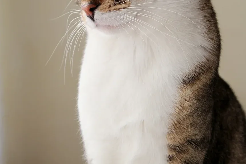 Compreendendo o Vômito e a Diarreia em Gatos: Causas e Soluções