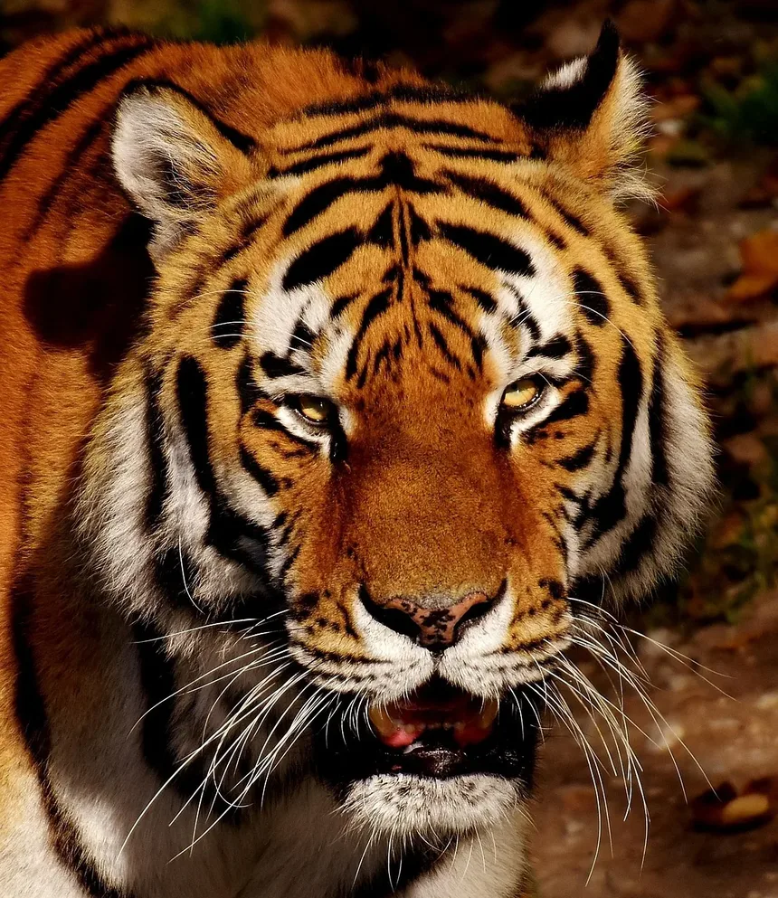 Sintomas Comuns de Doenças em Gatos: Um Guia Completo para Donos de Animais