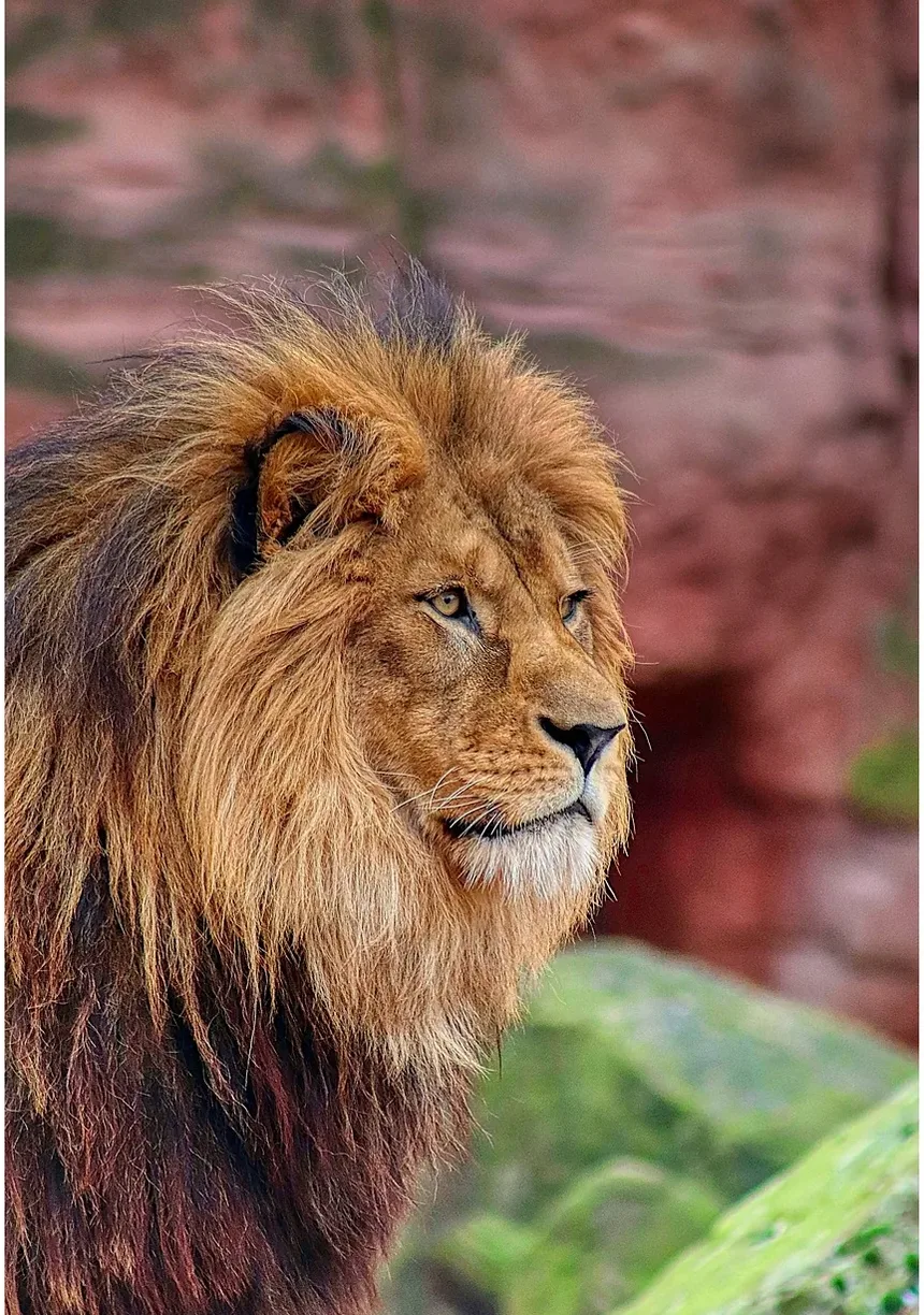 Sintomas Comuns de Doenças em Gatos: Um Guia Completo para Donos de Animais