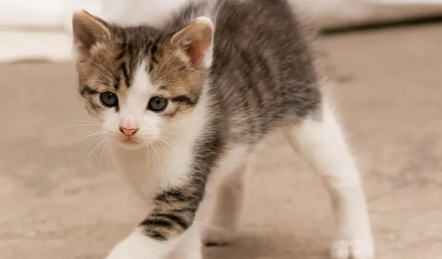 Sintomas Comuns de Doenças em Gatos: Um Guia Completo para Donos de Animais