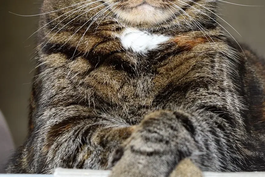 Sintomas Comuns de Doenças em Gatos: Um Guia Completo para Donos de Animais