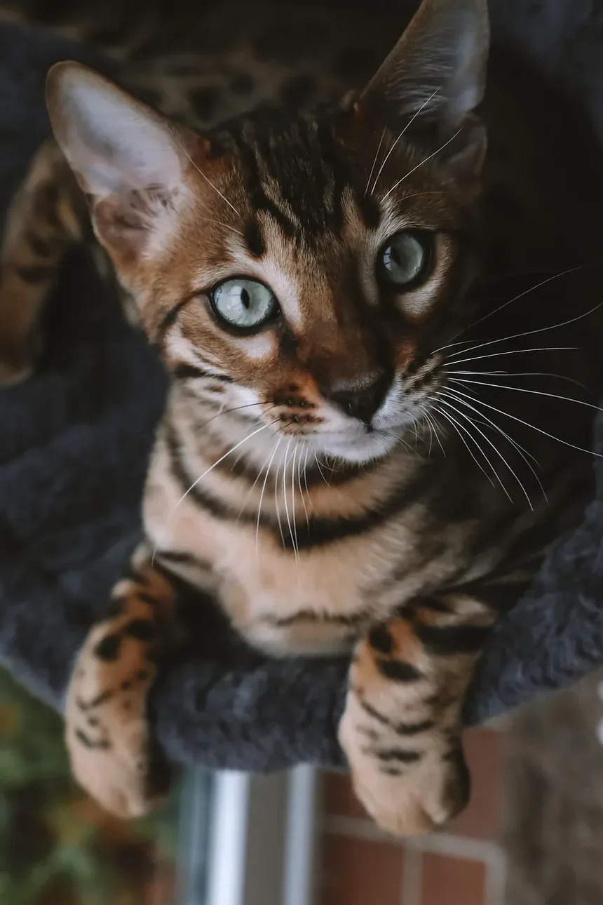 Petiscos Saudáveis para Gatos de Apartamento: Um Guia Completo