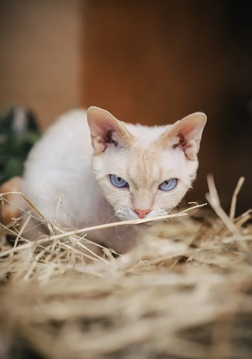 Petiscos Saudáveis para Gatos de Apartamento: Um Guia Completo