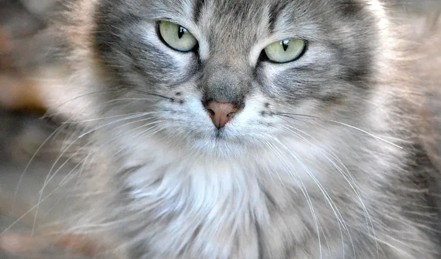 Petiscos Saudáveis para Gatos de Apartamento: Um Guia Completo