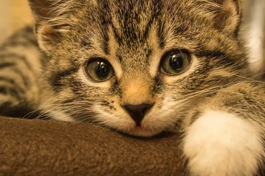 Petiscos Saudáveis para Gatos de Apartamento: Um Guia Completo