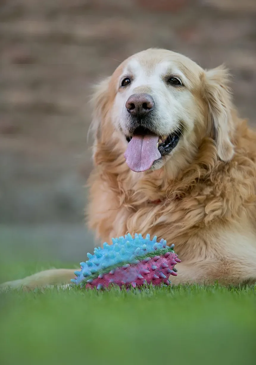 Remédios Caseiros para Vírus em Cães: Estratégias Eficazes para a Recuperação