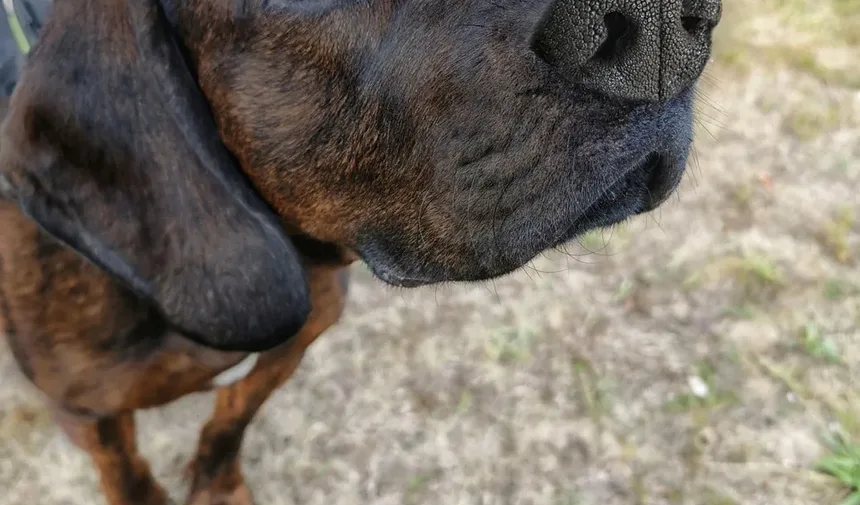 Remédios Caseiros para Vírus em Cães: Estratégias Eficazes para a Recuperação
