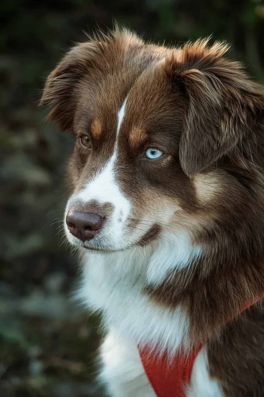 Como Acalmar Meu Cão Ansioso: Estratégias e Técnicas Eficazes