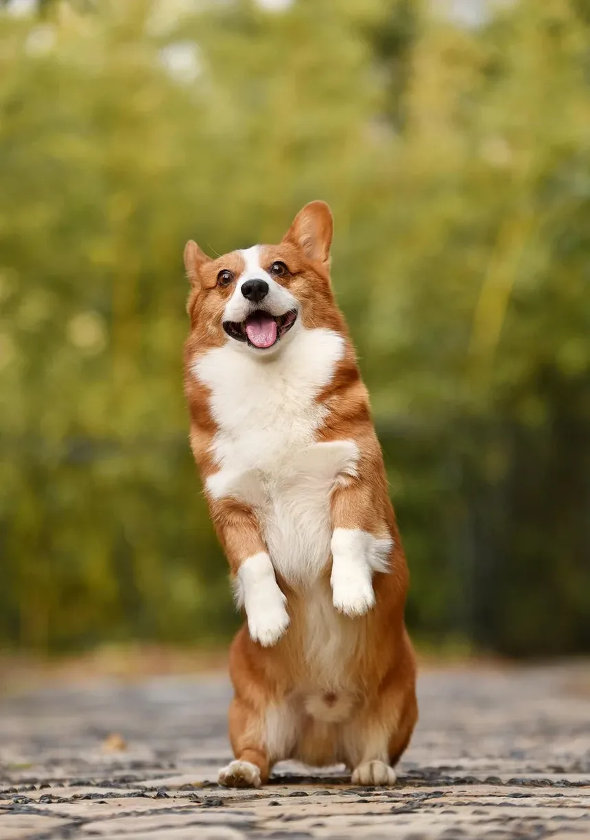 Como Acalmar Meu Cão Ansioso: Estratégias e Técnicas Eficazes