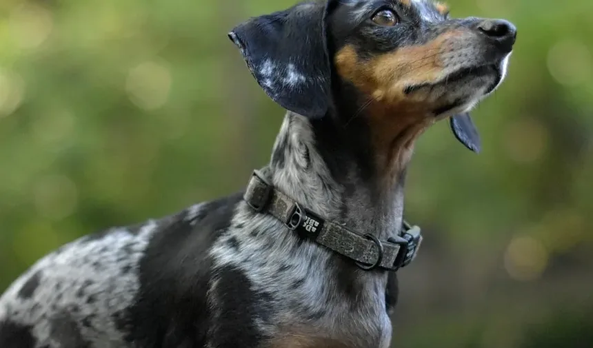 Como Acalmar Meu Cão Ansioso: Estratégias e Técnicas Eficazes