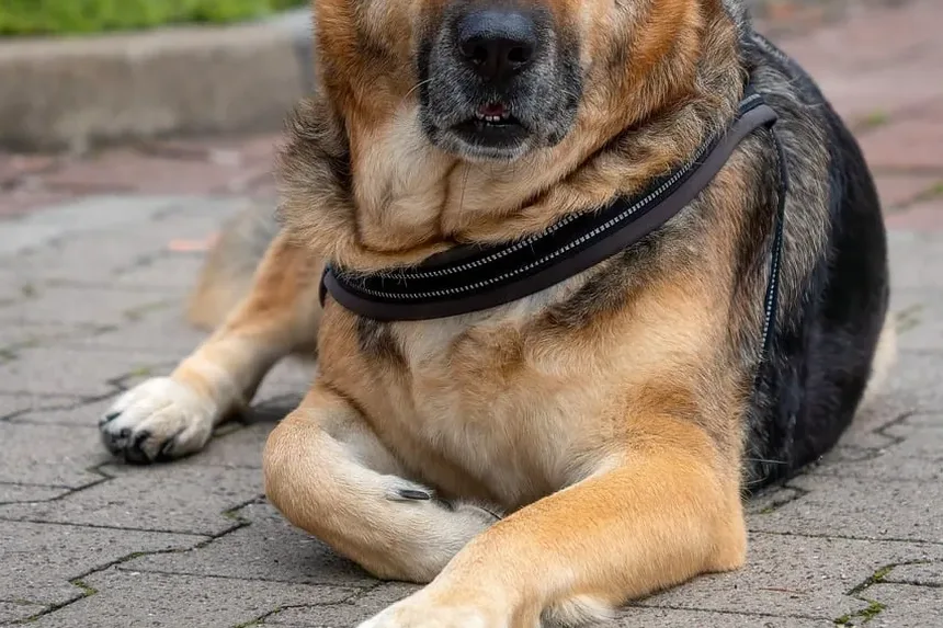 Como Acalmar Meu Cão Ansioso: Estratégias e Técnicas Eficazes