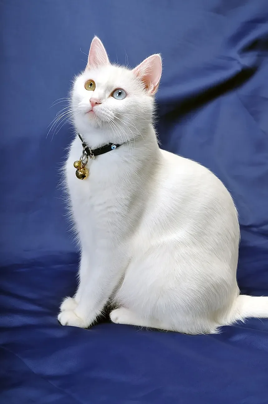 Como Acalmar um Gato Assustado em Casa: Estratégias Eficazes para o Controle da Ansiedade