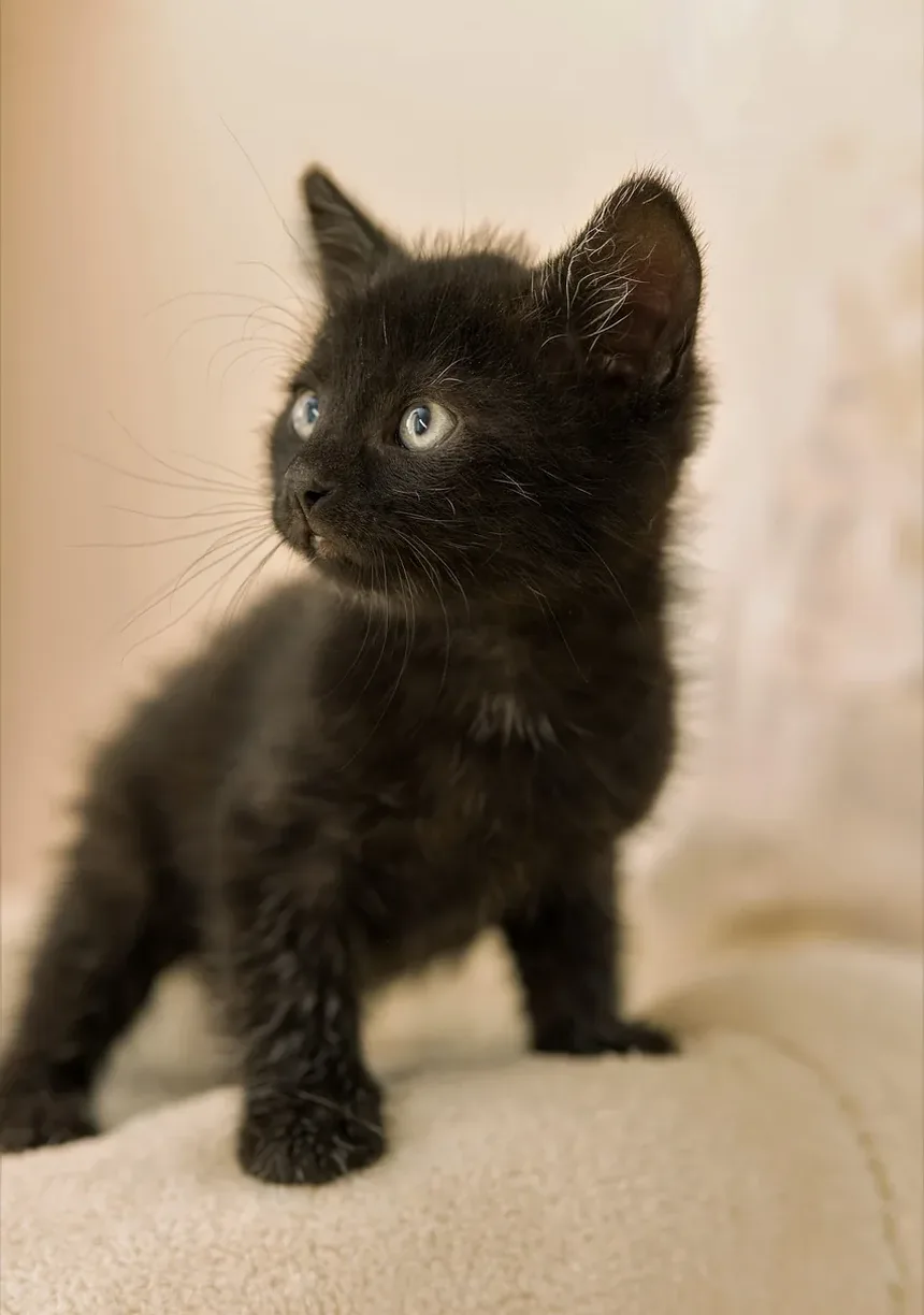 Como Acalmar um Gato Assustado em Casa: Estratégias Eficazes para o Controle da Ansiedade