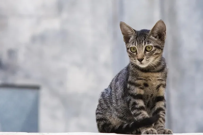 Como Acalmar um Gato Assustado em Casa: Estratégias Eficazes para o Controle da Ansiedade