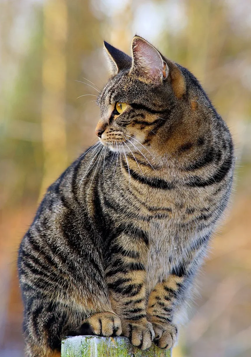 Como Ajudar Meu Gato a se Recuperar da Cirurgia