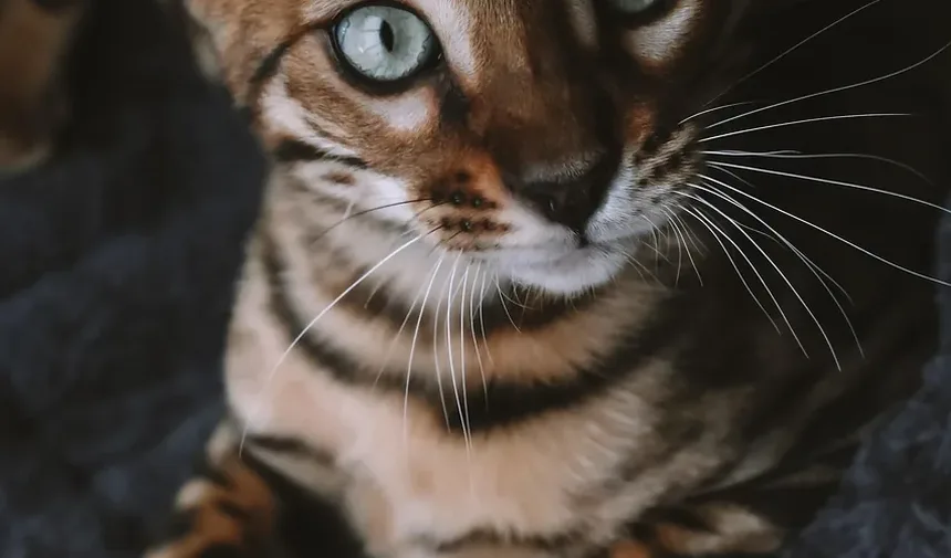 Como Ajudar Meu Gato a se Recuperar da Cirurgia