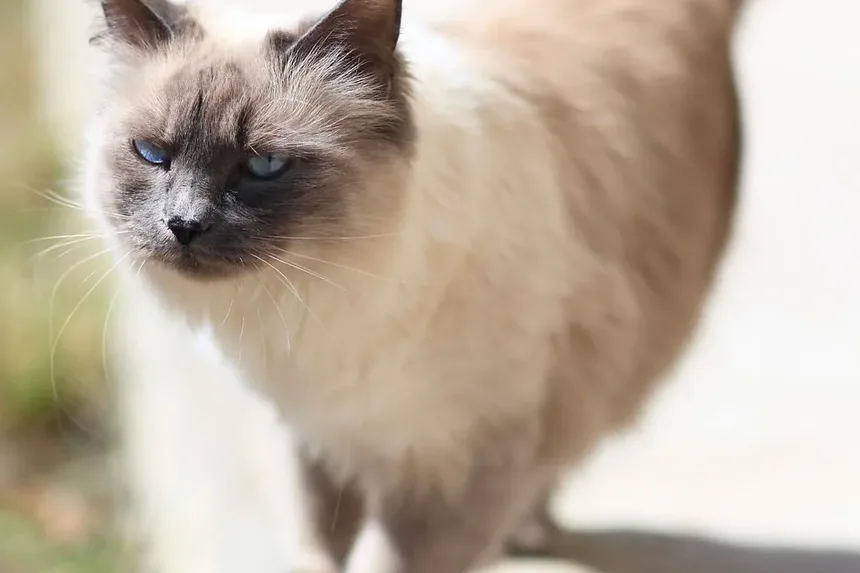 Como Ajudar Meu Gato a se Recuperar da Cirurgia