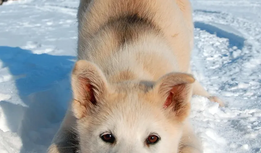 Como Ajudar Meu Cão a se Recuperar da IVDD: Um Guia Completo