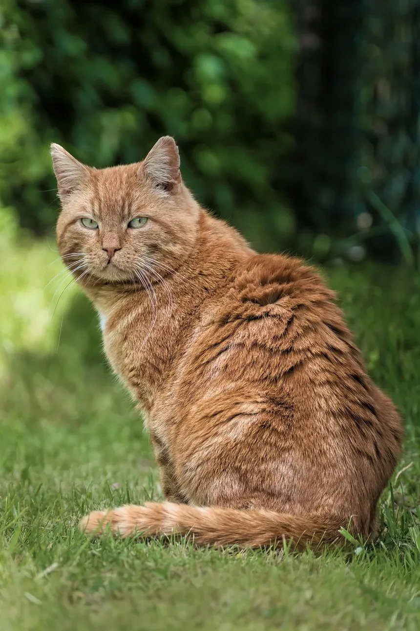 Como Prevenir Náusea em Gatos: Estratégias Eficazes para Donos de Animais