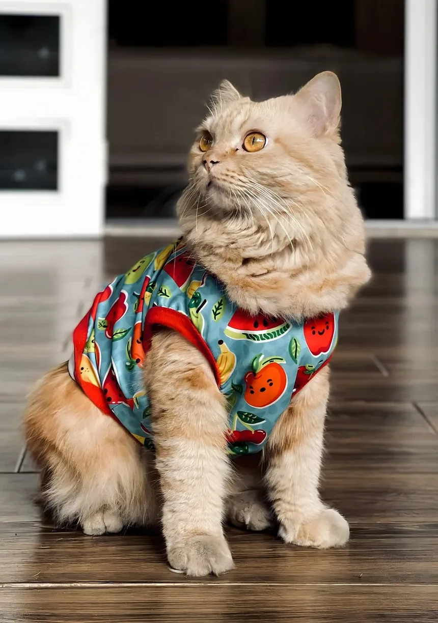 Como Prevenir Náusea em Gatos: Estratégias Eficazes para Donos de Animais