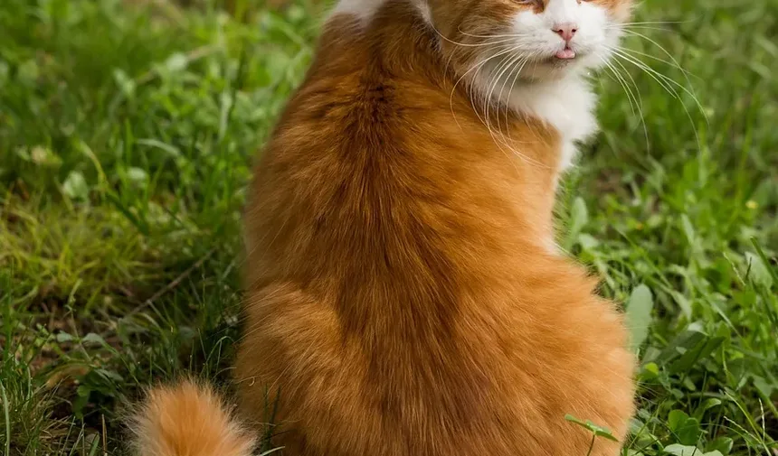 Como Prevenir Náusea em Gatos: Estratégias Eficazes para Donos de Animais