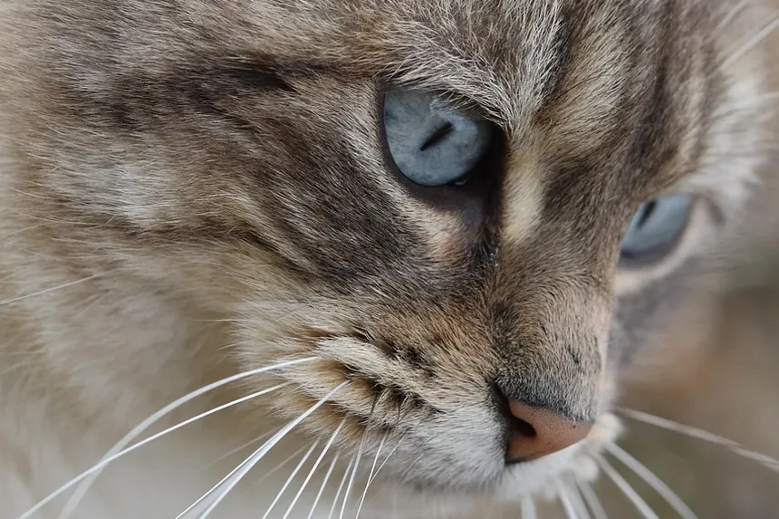 Como Prevenir Náusea em Gatos: Estratégias Eficazes para Donos de Animais