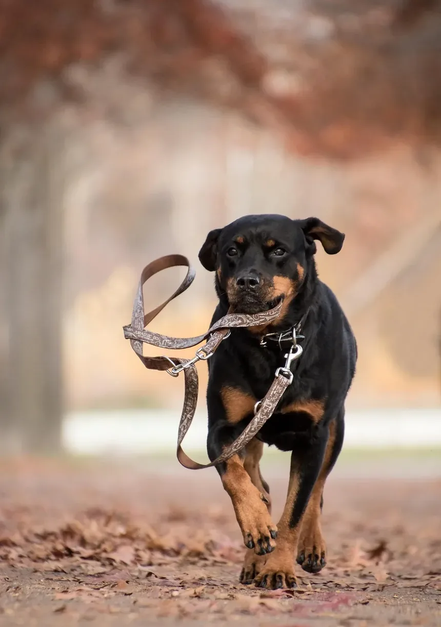 Necessidades Nutricionais para Cães Idosos: Um Guia Completo