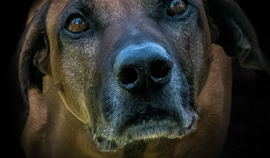 Necessidades Nutricionais para Cães Idosos: Um Guia Completo