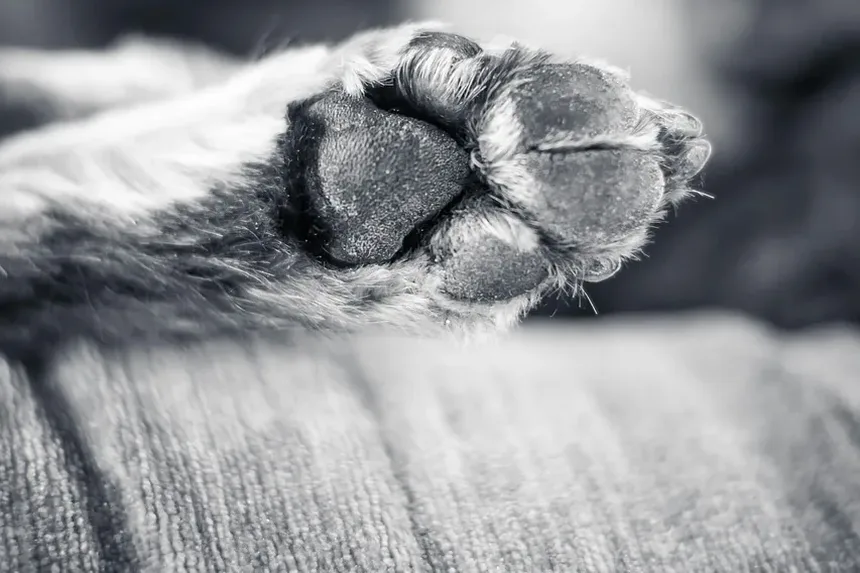 Necessidades Nutricionais para Cães Idosos: Um Guia Completo