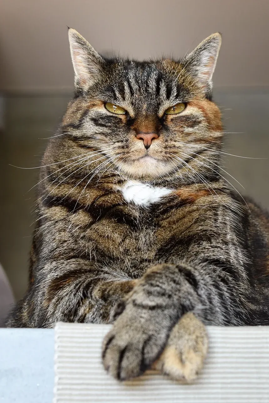 Suplementos Nutricionais para Gatos: Um Guia Completo