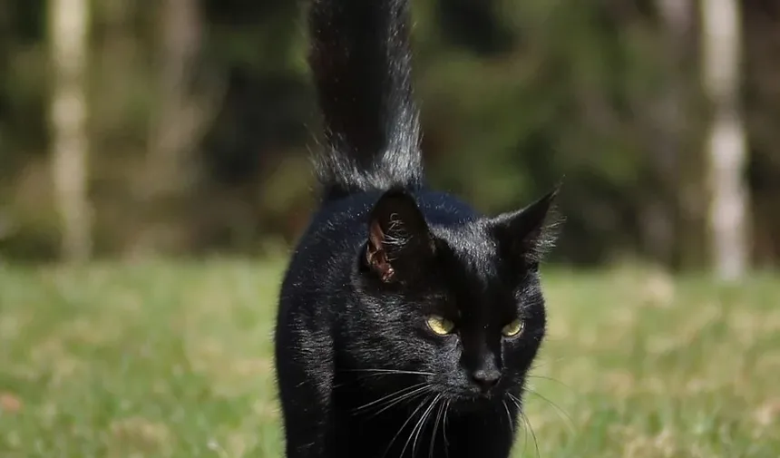 Suplementos Nutricionais para Gatos: Um Guia Completo