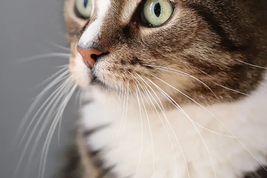 Suplementos Nutricionais para Gatos: Um Guia Completo