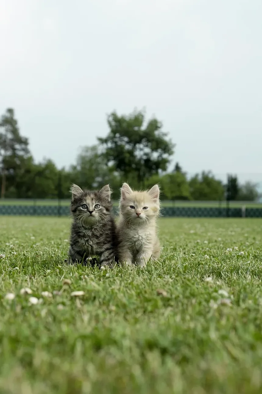 Sinais de um Gato em Angústia: Compreendendo o Comportamento do Seu Felino