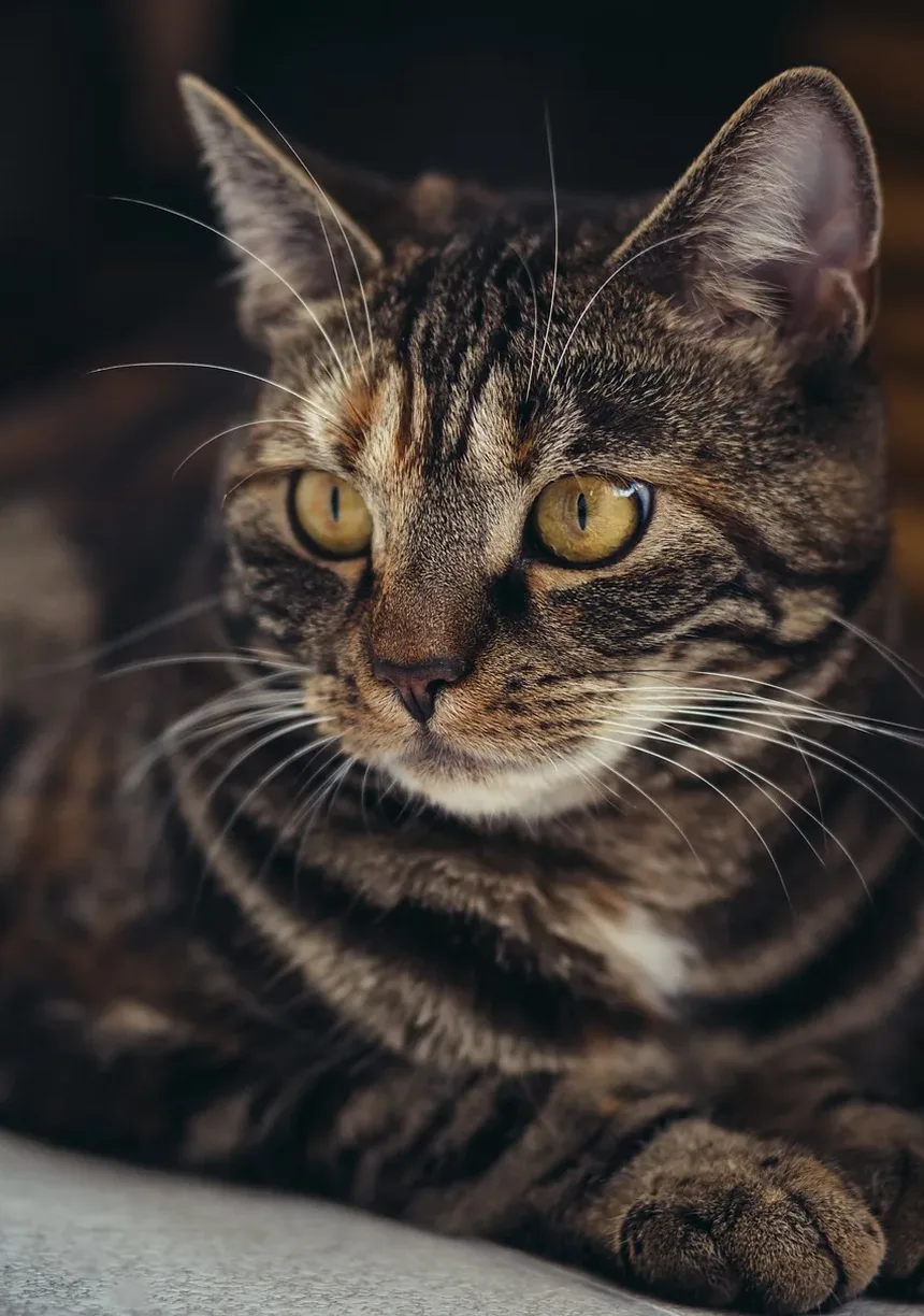Sinais de um Gato em Angústia: Compreendendo o Comportamento do Seu Felino