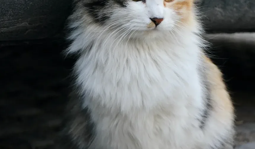 Sinais de um Gato em Angústia: Compreendendo o Comportamento do Seu Felino