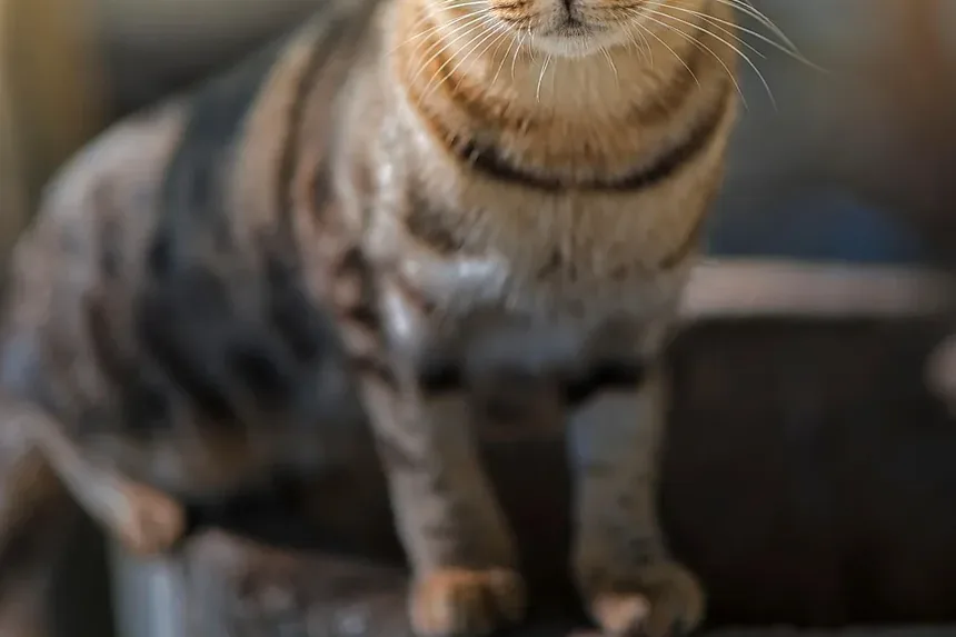 Sinais de um Gato em Angústia: Compreendendo o Comportamento do Seu Felino