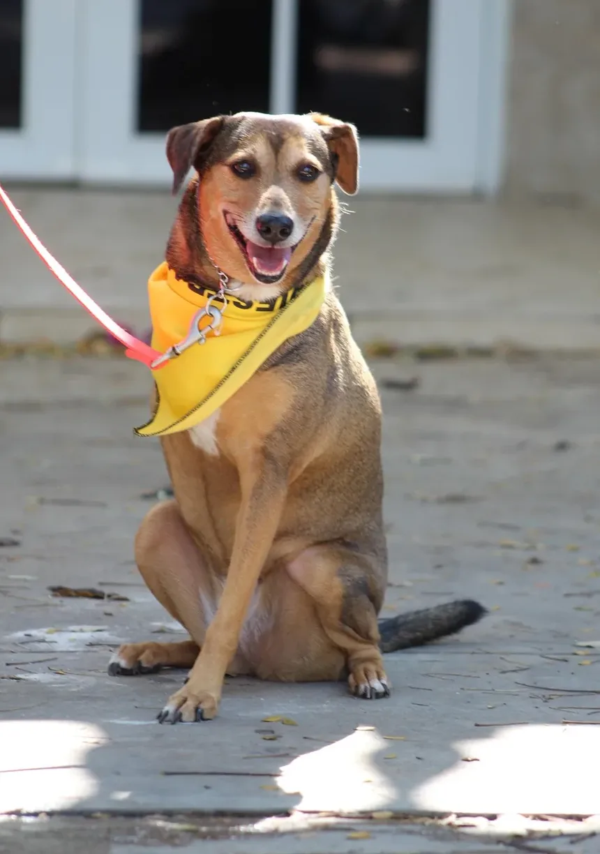 Sinais de Doença Grave em Cães: O Que Todo Dono de Pet Deve Saber