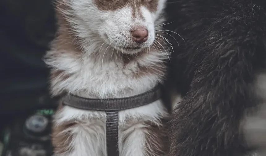 Sinais de Doença Grave em Cães: O Que Todo Dono de Pet Deve Saber