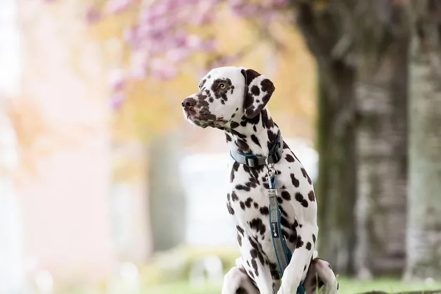 Sinais de Doença Grave em Cães: O Que Todo Dono de Pet Deve Saber
