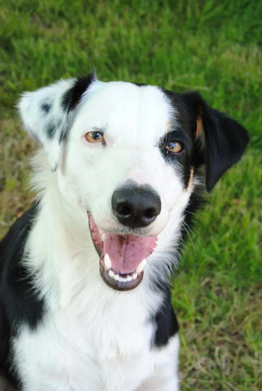 Sinais de Estresse em Cães: Entendendo a Linguagem Corporal