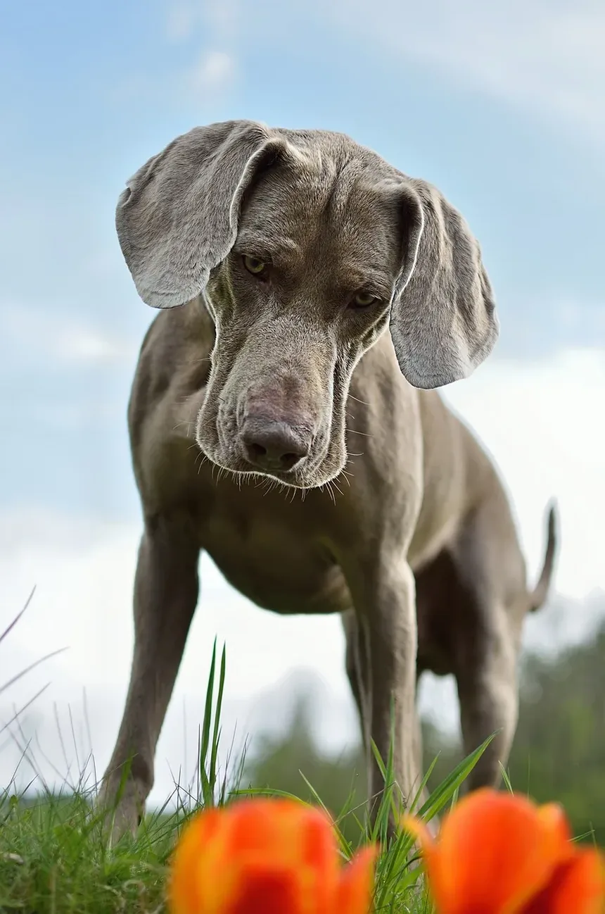 O Que Fazer em Caso de Engasgamento em Cães: Um Guia Completo