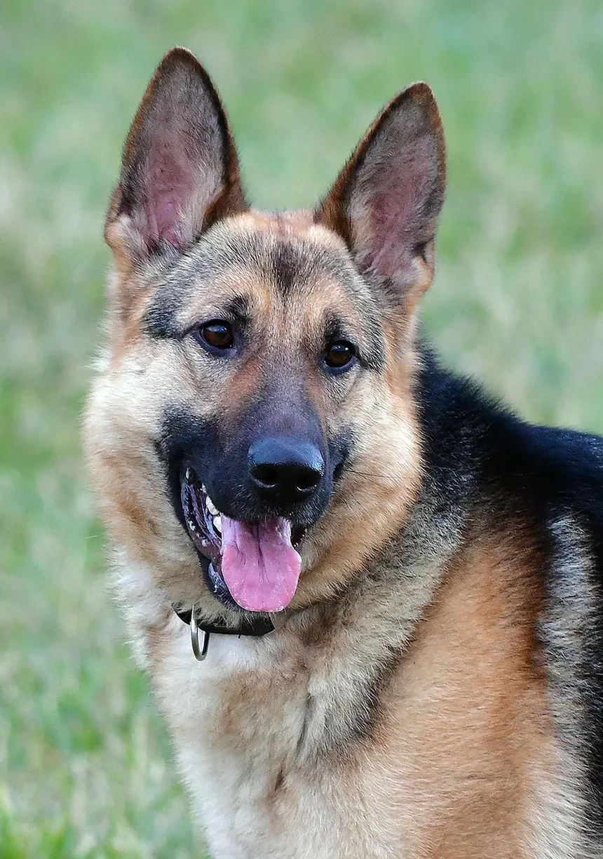 O Que Fazer em Caso de Engasgamento em Cães: Um Guia Completo
