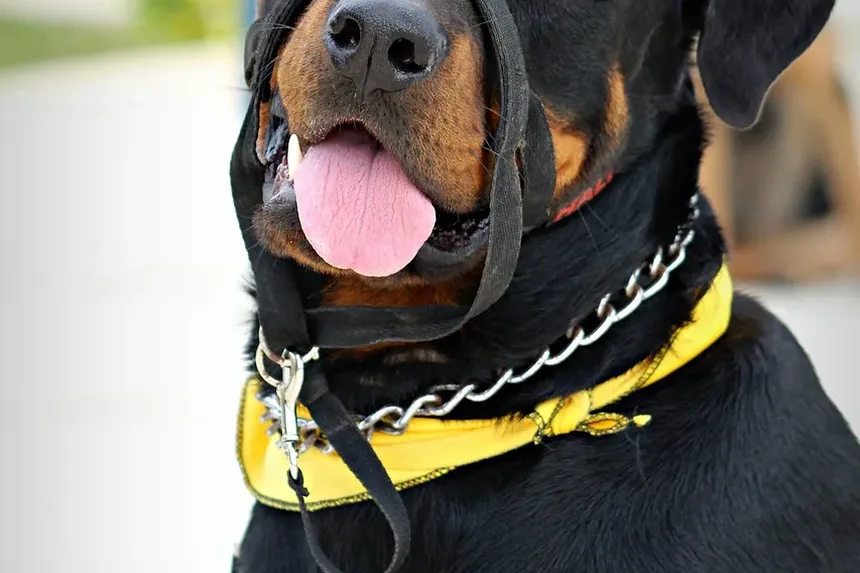 O Que Fazer em Caso de Engasgamento em Cães: Um Guia Completo