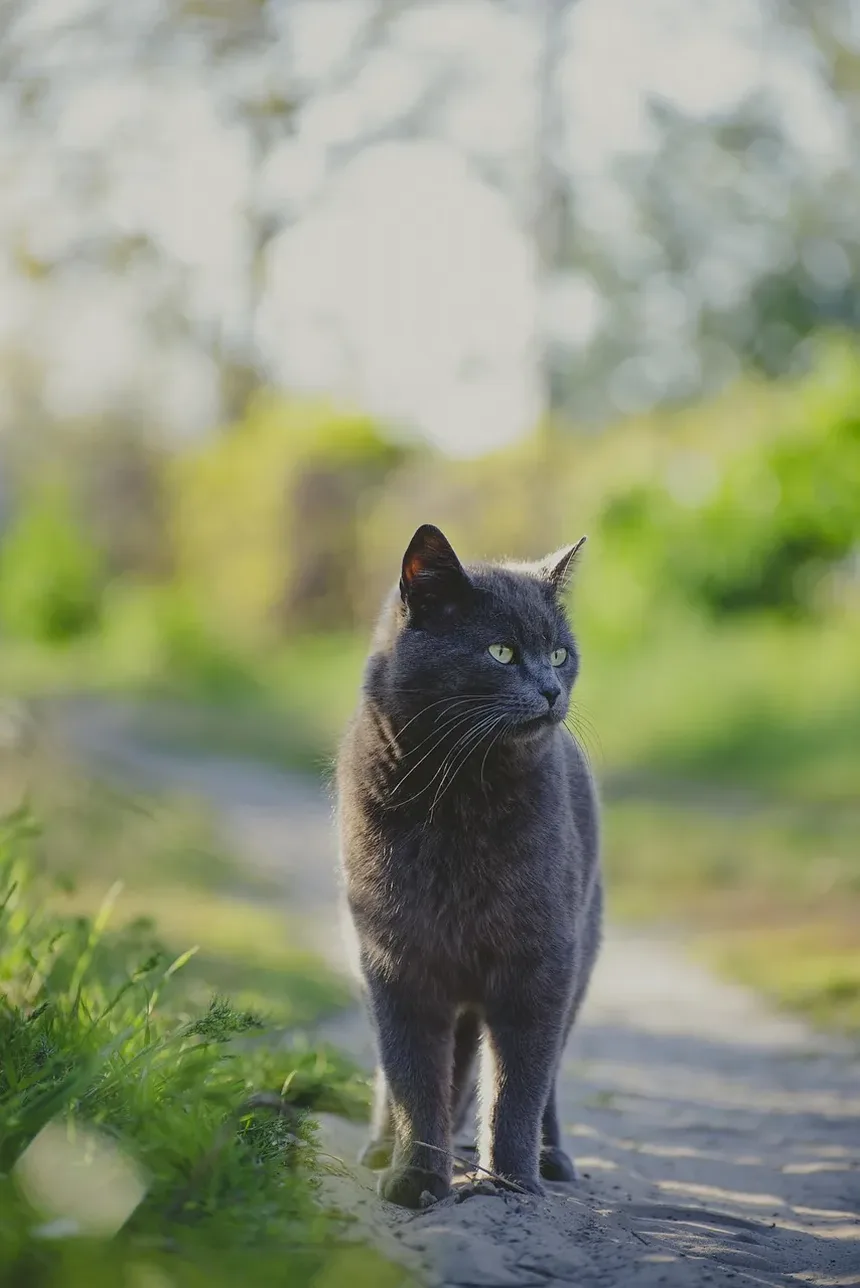 O que Dar a um Gato para Vômito e Diarreia