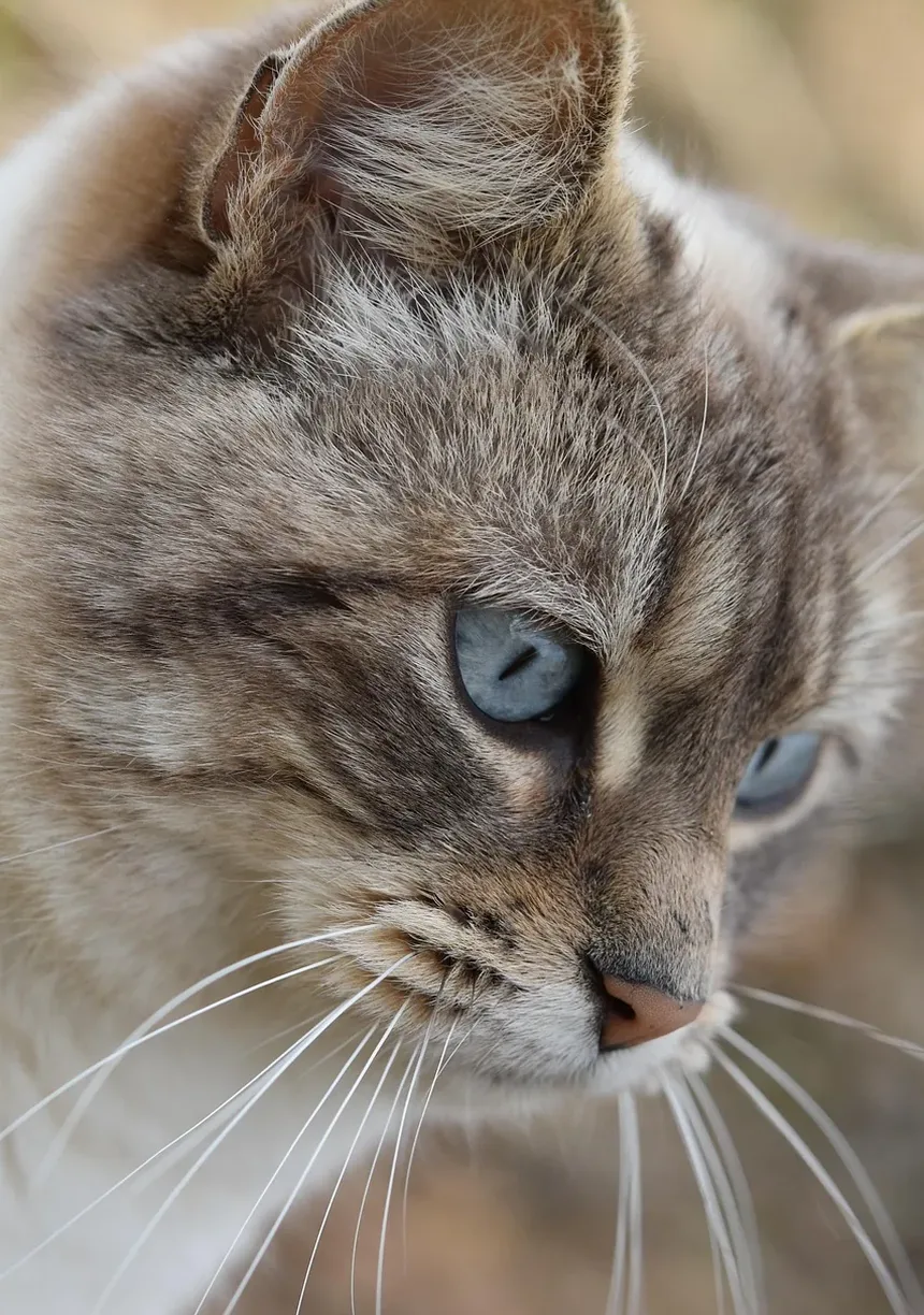 O que Dar a um Gato para Vômito e Diarreia