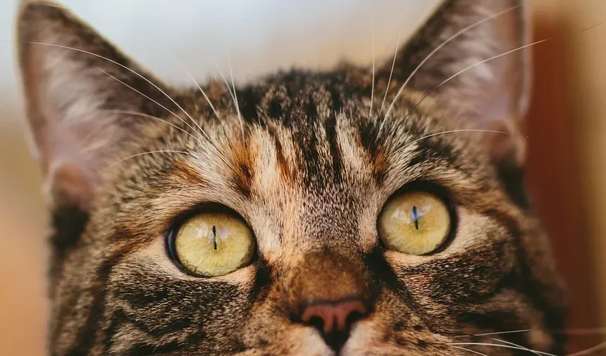 O que Dar a um Gato para Vômito e Diarreia